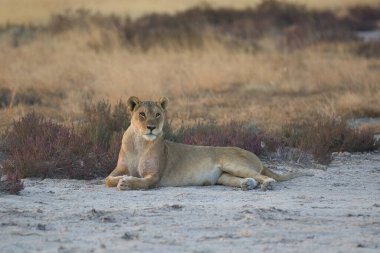 Dişi aslan kuru çimenlerde yatıyor..