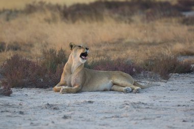 Namibya savanındaki aslan