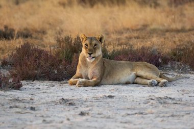 Dişi aslan gündüzleri kuru çimlere uzanıyor.