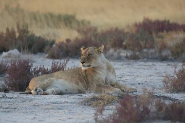 Namibya 'nın kum tepelerinde dinlenen dişi bir aslan.