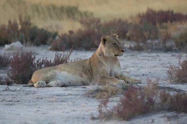 Genç dişi aslan Güney Afrika 'da çölde yerde dinleniyor. Aslan güneşte dinleniyor..
