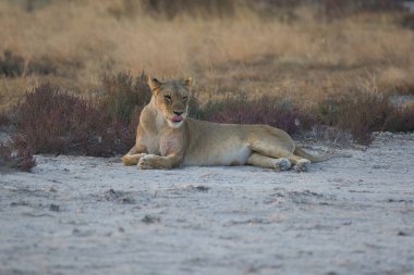 Çölde dişi aslan.