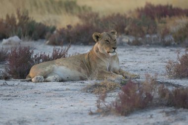 Namibya 'daki genç aslan