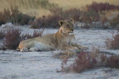 Afrika 'da Namibya aslanı