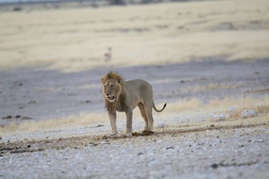 Bir aslan çölde yürür.