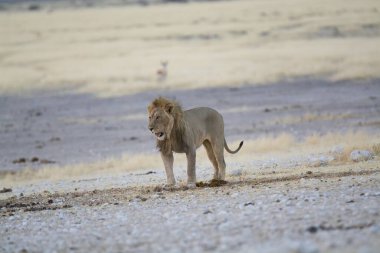 Etoşa 'daki aslan - namibya