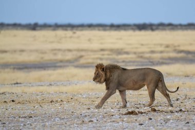 Afrika vahşi hayvanı bozkırda yürüyor.