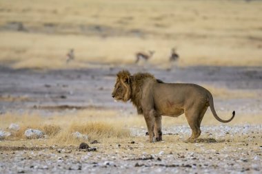 Savanada yürüyen bir aslan