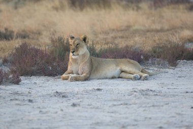Aslan ovada uzanıyor ve dinleniyor.