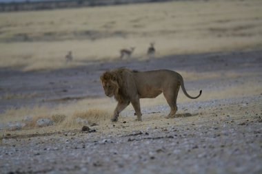Aslan etkin ulusal park, Namibya