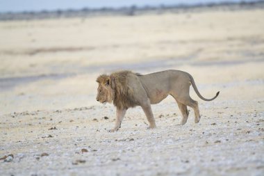 Aslan etkin, Namibia