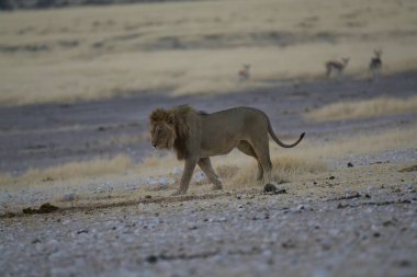 Afrika savanındaki aslan batıdaki güzel vahşi doğada.