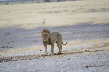 Afrika 'nın bozkırındaki aslan