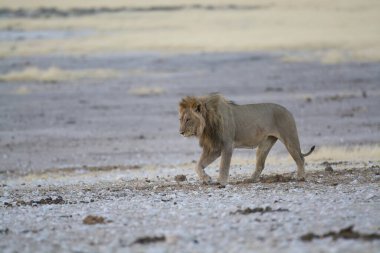 Aslan yolda Etoşa namibya 'da