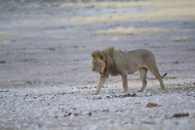 Aslan çölde yürüyor.