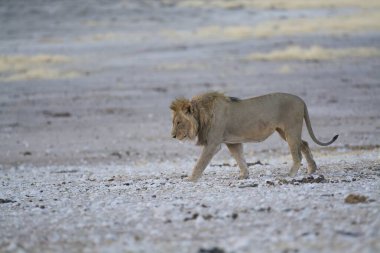 Etoşa namibya aslanı