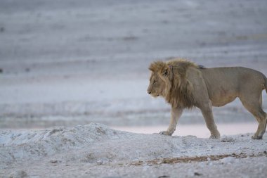 Namibya 'daki Etoşa Milli Parkı' nda aslan.