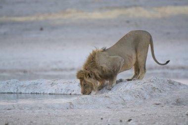 Etoşa Ulusal Parkı, Namibya 'da aslan