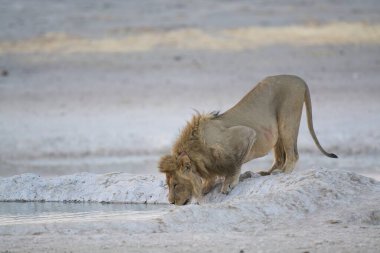 Etoşa Ulusal Parkı, Namibya, Afrika 'da yürüyen bir erkek aslan..