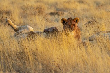 Savanadaki vahşi Afrika aslanı.