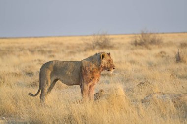 Kenya bozkırında güzel vahşi bir aslan.