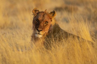 Erkek aslan çimlerde