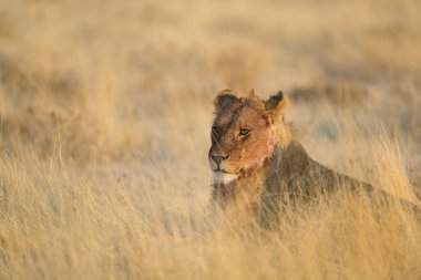 Güney Afrika 'nın savanasının çimlerindeki aslan..