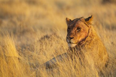 Bir dişi aslan çayırda çayırda Chobe Ulusal Parkı 'nda, Botswana' da.