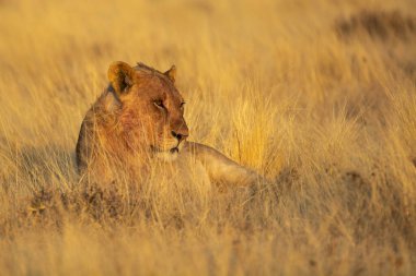 Aslan vahşi Afrika 'da.