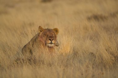 Erkek aslan çimlerde