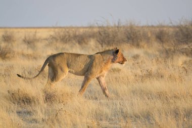 Aslan etkin ulusal park, Namibya