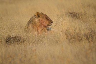 Afrika 'nın bozkırındaki aslan