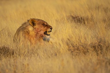 Zimbabwe savanındaki aslan.