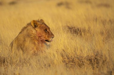 Kenya savanındaki aslan