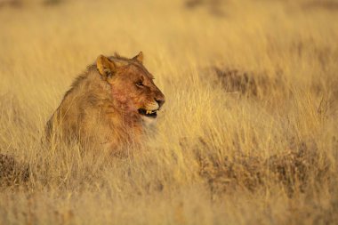 Kenya savanındaki aslan