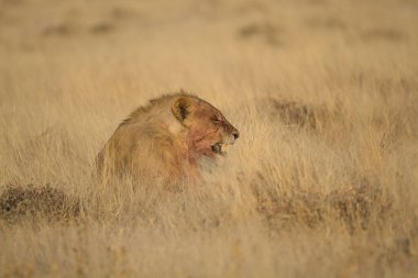 Kenya savanındaki aslan