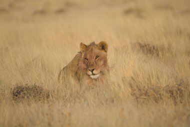 Afrika 'nın bozkırındaki aslan