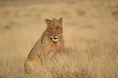 Kenya savanındaki çimlerde bir aslan