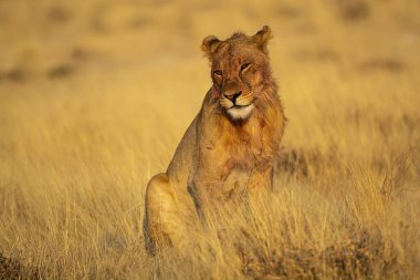 Kenya savanındaki aslan