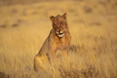 Erkek aslan çimlerde