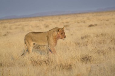 Aslan Kruger National park