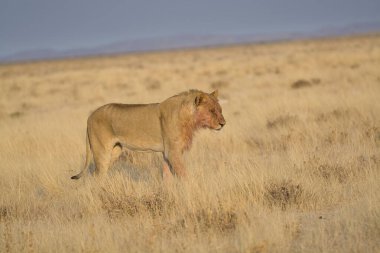 Kenya savanındaki güzel vahşi aslan