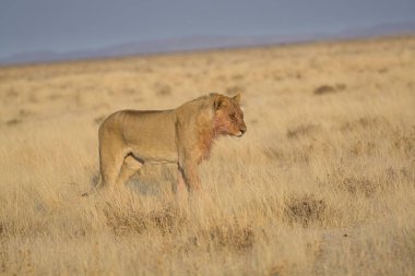 Kenya savanasında yürüyen bir aslan.
