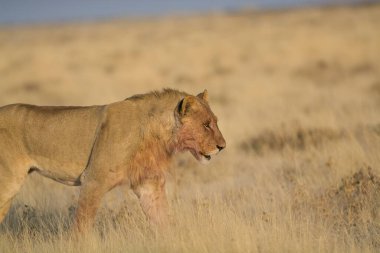Afrika 'nın vahşi otlarında yürüyen bir aslan.
