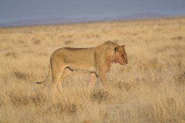 Afrika 'nın bozkırındaki aslan