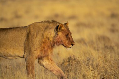 Kalahari, Namibya 'nın ulusal parkında çimlerde yürüyen bir aslan.