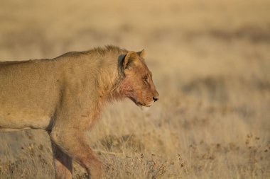 Namibya bozkırında bir aslan