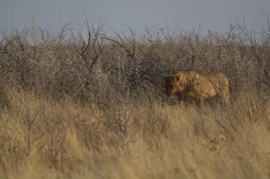 Kenya bozkırında vahşi bir aslan