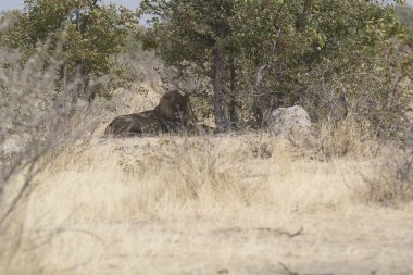 Afrika 'nın güneyindeki Kruger Ulusal Parkı' nda vahşi aslan.