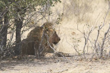 Aslanlar çalılıklarda yatıyor.